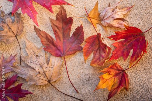 Red dry maple leaves closeup on the ground
