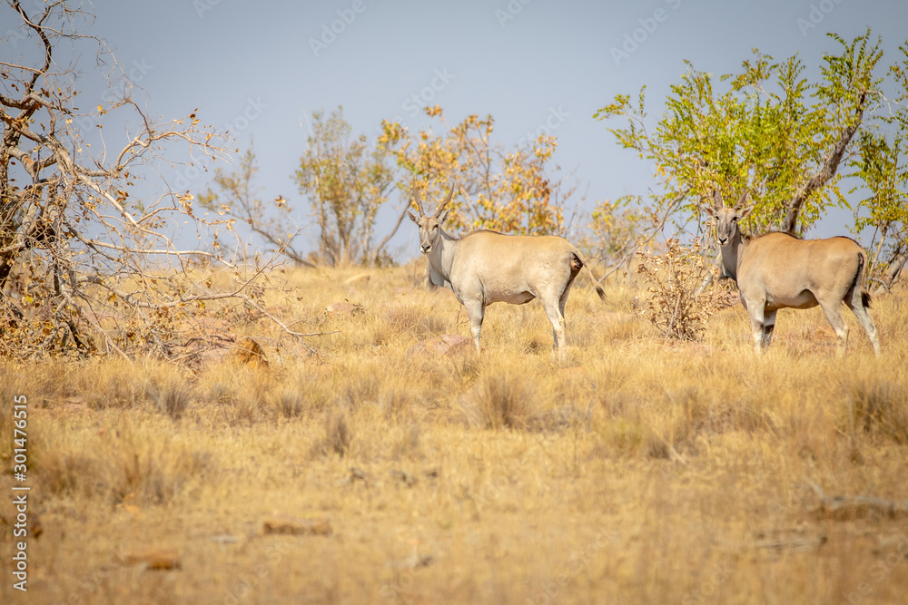 Two Elands standing in the grass. Two Elands standing in the grass.