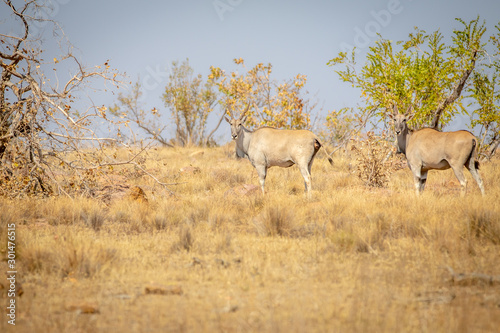 Two Elands standing in the grass.