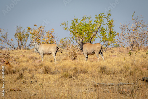 Two Elands standing in the grass.