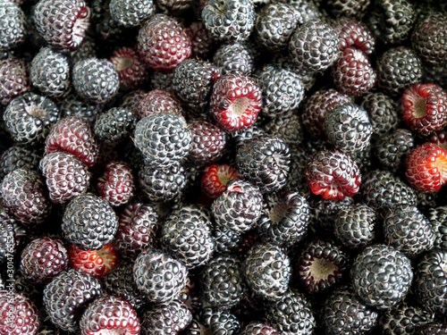 Background from black raspberries growing on a bush. Useful berry. Fruit growing. Coomberlin.
