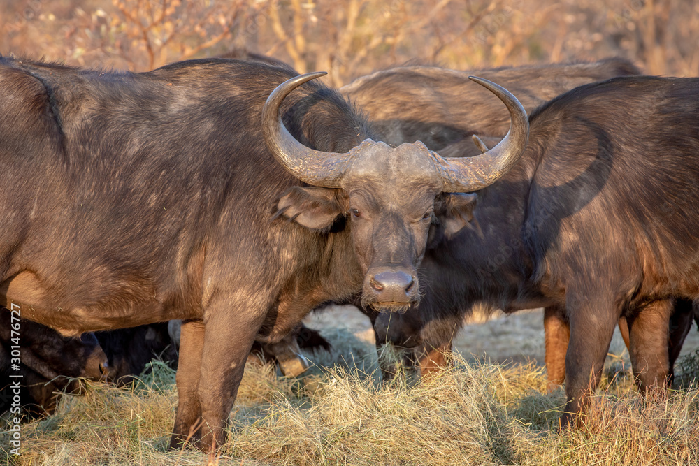 Fototapeta premium African buffalo starring at the camera.