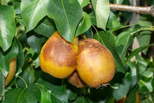 Sick pear tree in the garden. Rotten yellow pear fruit close-up macro