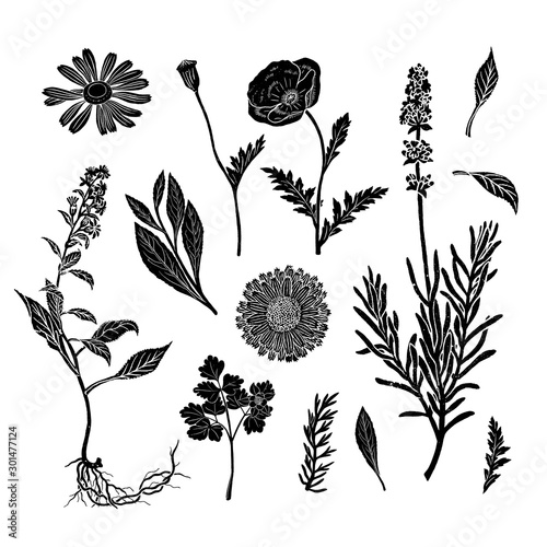 Hand drawn botanical illustrations with various plants and herbs. Detailed drawings with vintage textures.