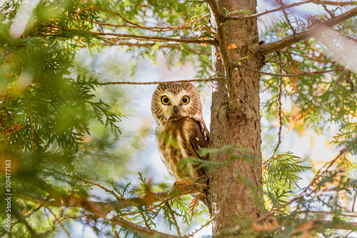 Bild auf Leinwand Saw Whet owl perched in a forest of cedars, in north Quebec, Canada