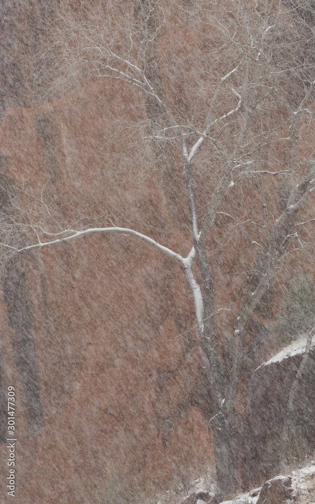 A winter bare cottonwood tree growing against a red sandstone wall is almost obscured by blowing snow. A winter bare cottonwood tree growing against a red sandstone wall is almost obscured by blowing snow.
