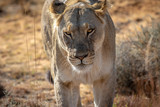 Lioness walking towards the camera.