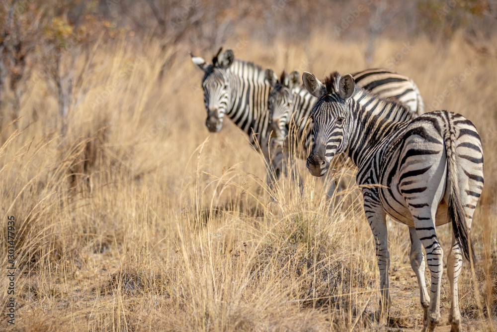 Obraz premium Zebras standing in the high grass.