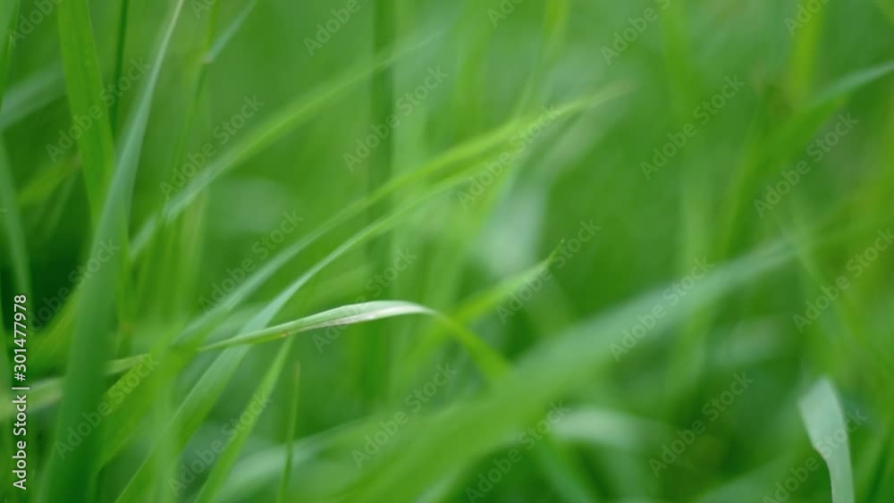 Moving forward through lush green grass blades. Smooth bokeh, macro shot, dolly movement Moving forward through lush green grass blades. Smooth bokeh, macro shot, dolly movement