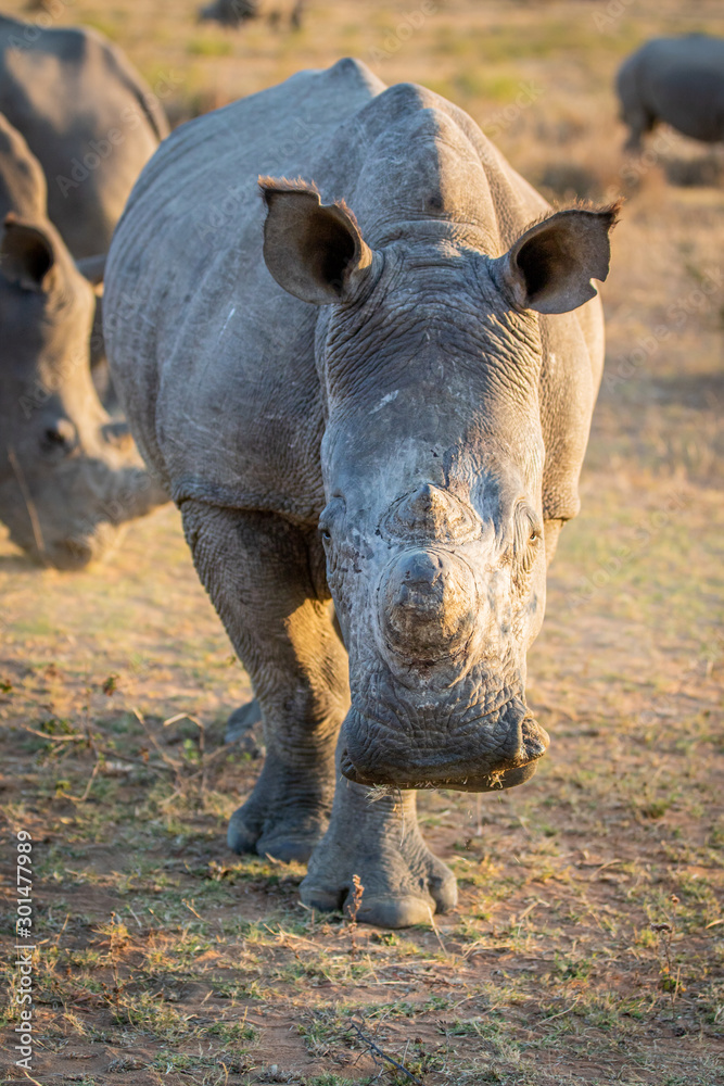 Obraz premium Close up of White rhino starring at the camera.
