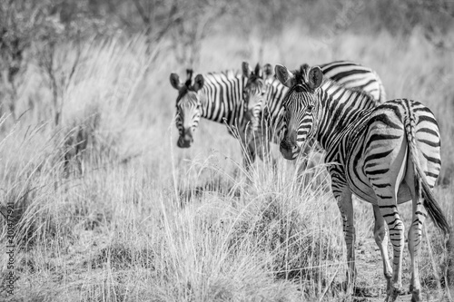 Zebras standing in the high grass.