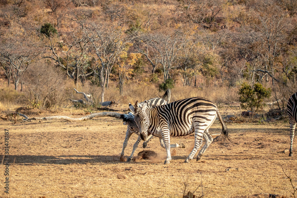 Obraz premium Two Zebras fighting on a plain.