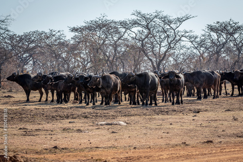 Big herd of African buffalos on an open plain.