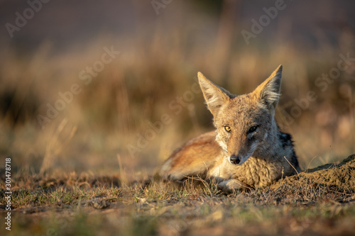 Black-backed jackal laying in the sand.