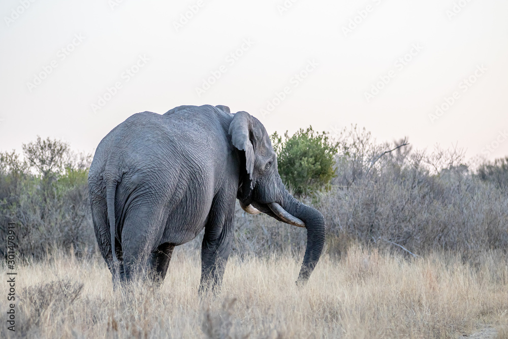 Fototapeta premium Big Elephant bull facing away from the camera.