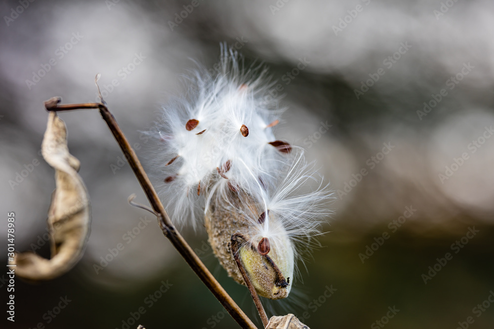 Wild flowers in a field in Quebec Canada.