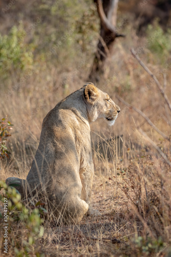 Fototapeta premium Lioness sitting in the grass and looking.