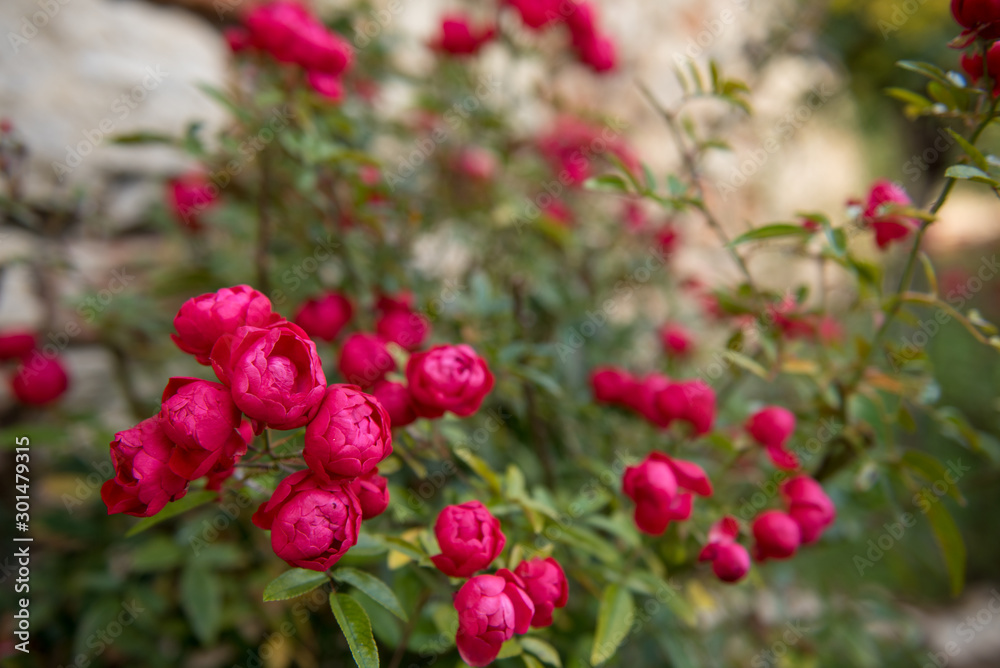 red flowers in garden