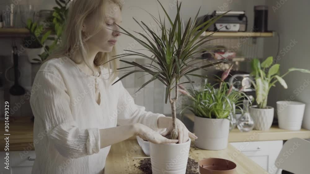 Young blonde woman planting house plants in the pot on kitchen table at home Young blonde woman planting house plants in the pot on kitchen table at home