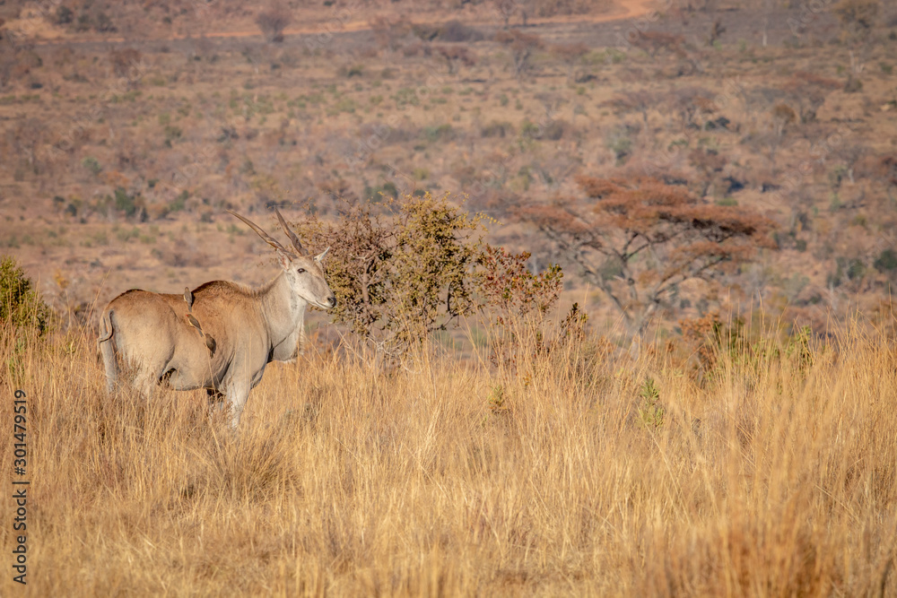 Fototapeta premium Eland standing in the high grass.