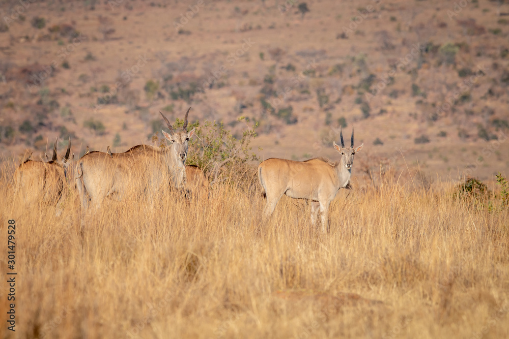 Herd of Eland standing in the grass. Herd of Eland standing in the grass.