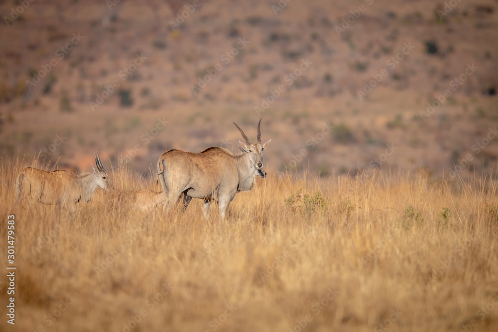 Naklejka premium Herd of Eland standing in the grass.