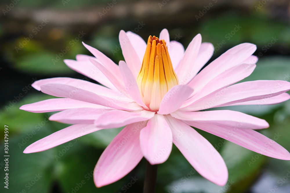 Wild lotus blossom with bee on pink, purple and white flowers in pond