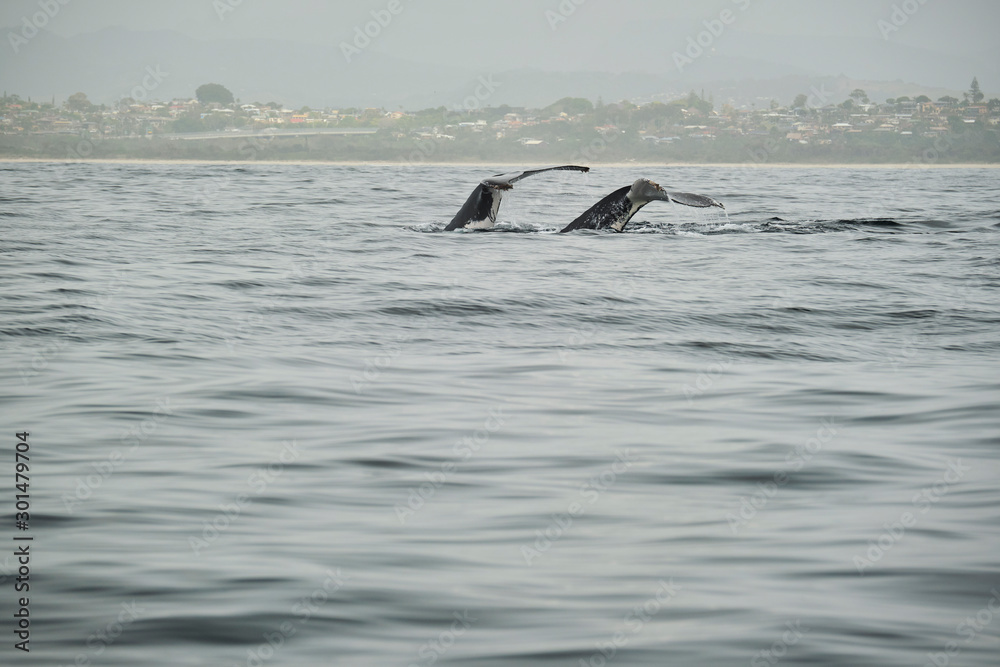 Fototapeta premium Whale head lunging and feeding with talk and peck fins up teaching calf how to feed and mouth open