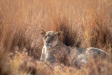 Lioness laying in the high grass.