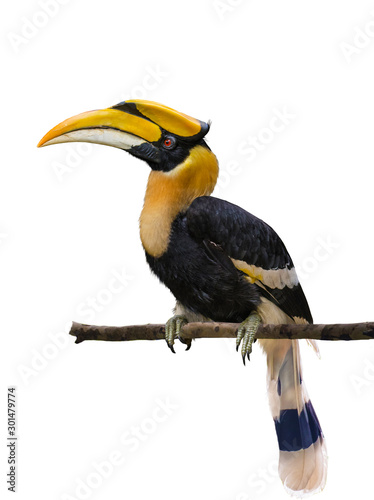 The Great hornbill on branch on the white ground photo