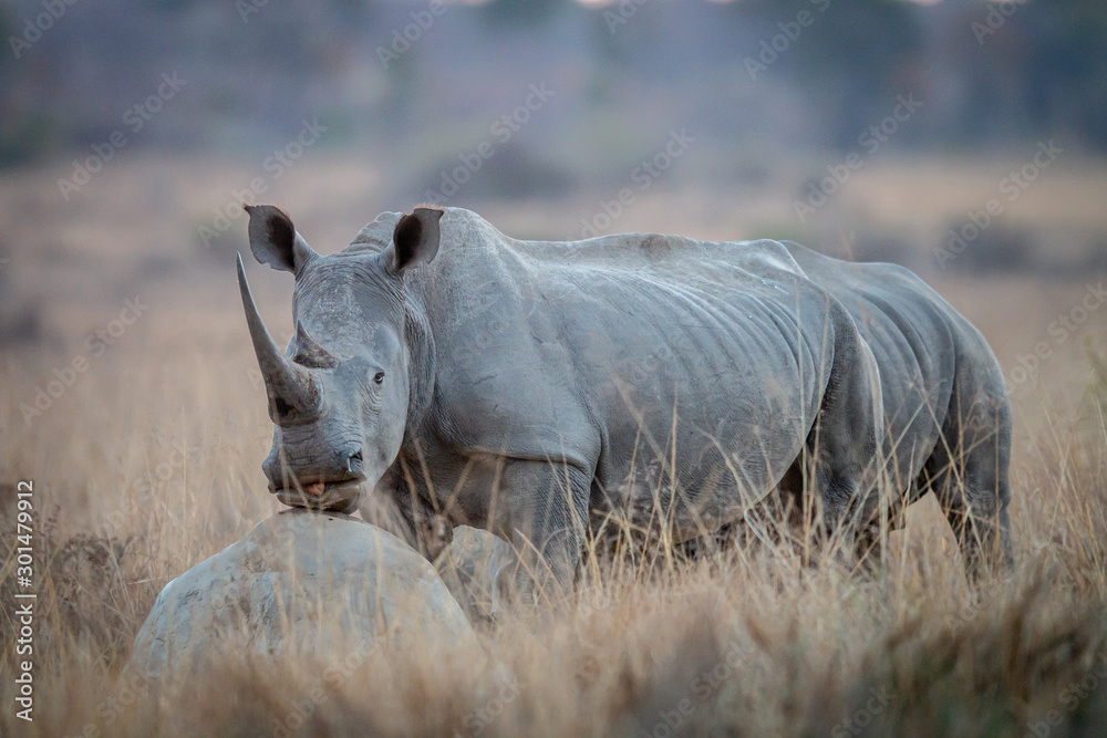 Fototapeta premium White rhino standing in the grass.