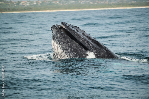Whale head lunging and feeding with talk and peck fins up teaching calf how to feed and mouth open © Orion Media Group