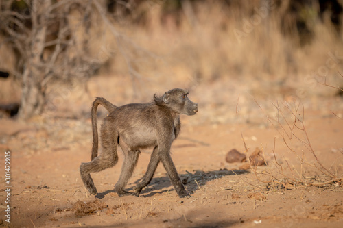 Chacma baboon walking in the bush.