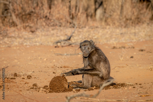 Chacma baboon and sitting and eating.