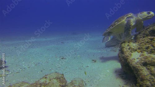 Turtle & Leopard Shark. Green Sea Turtle & Beautiful Zebra Shark Swimming On Peaceful Sand Reef In Calm Blue Sea Water & Sunlit Sea. Graceful Gentle Marine Life & Aquatic Underwater Wildlife