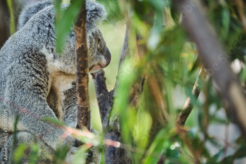 Adorable baby koala and mother sitting on tree branch eating eucalyptus leaves