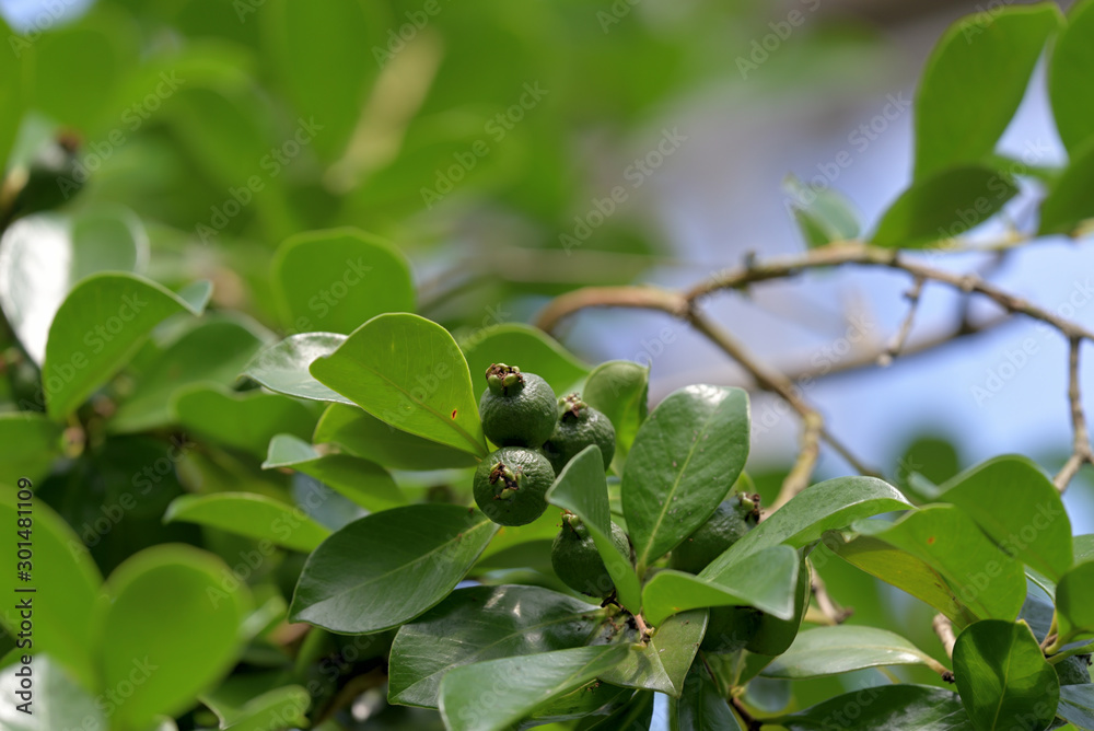 Young fruits of Strawberry Guava, Psidium littorale, on the branch Young fruits of Strawberry Guava, Psidium littorale, on the branch