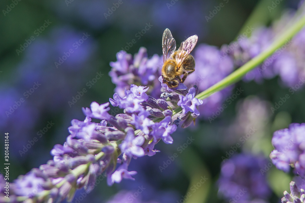 Bee on a flower