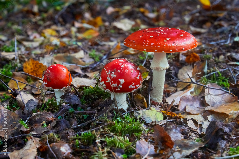 Beautiful poisonous fly agaric in the forest. Close-up. Beautiful poisonous fly agaric in the forest. Close-up.