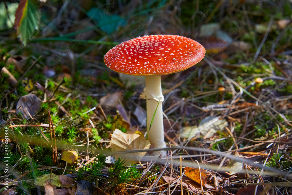 Beautiful poisonous fly agaric in the forest. Close-up. Beautiful poisonous fly agaric in the forest. Close-up.