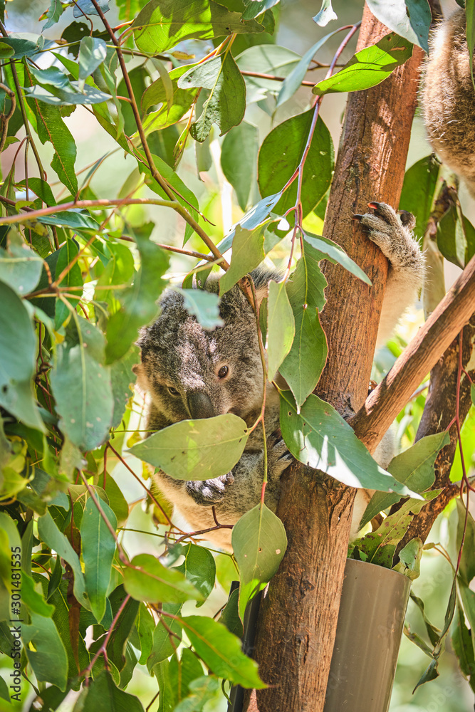 Fototapeta premium Adorable baby koala and mother sitting on tree branch eating eucalyptus leaves