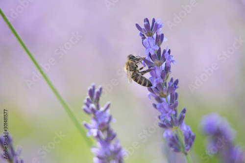 Bee on a flower