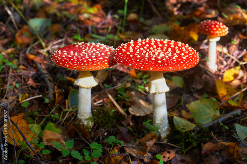 Beautiful poisonous fly agaric in the forest. Close-up.