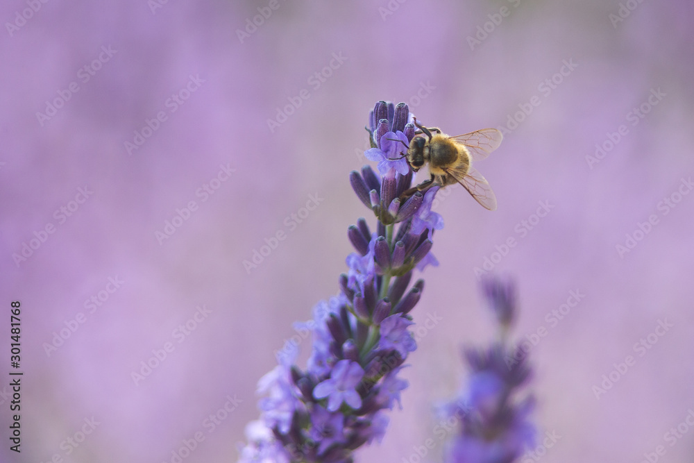 Bee on a flower Bee on a flower
