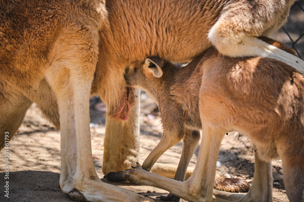 Kangaroo Joey and Mum in captivity in the Gold Coast, Australia Kangaroo Joey and Mum in captivity in the Gold Coast, Australia