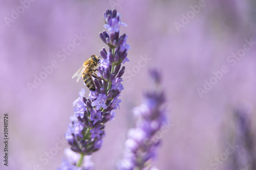 Bee on a flower