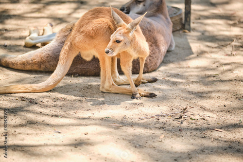 Kangaroo Joey and Mum in captivity in the Gold Coast, Australia