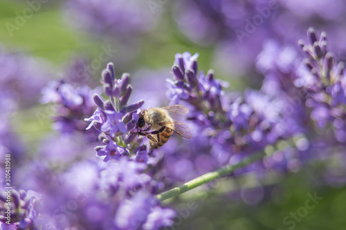 Bee on a flower