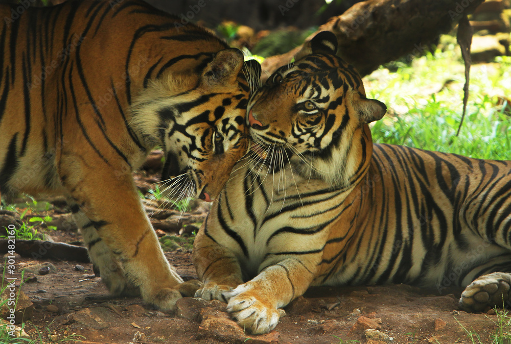 Obraz premium Lovely