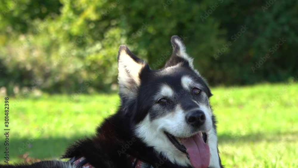 Hund in einer Wiese Hund in einer Wiese